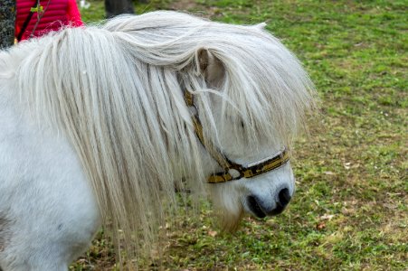 Pony horse, Etyek photo