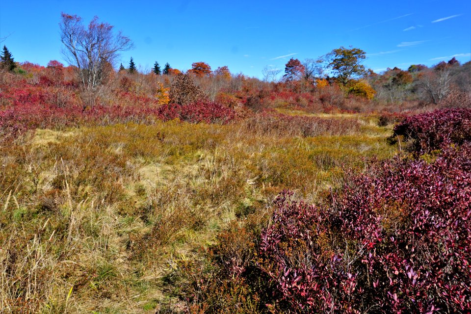 wetland bog Graveyard Fields Blue Ridge ncwetlands KG (19)