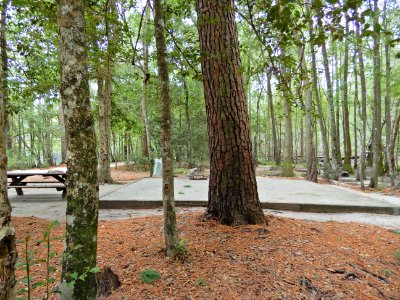 scene campsite Lumber River SP Princess Anne ncwetlands KG (11) photo