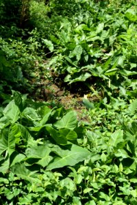 walnut crk rock quarry rd spring 2018 am (8)