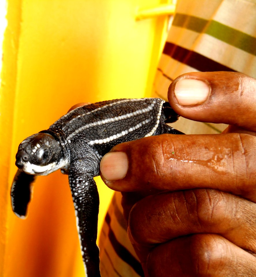 baby leatherback turtle in Mayaro