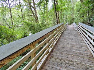 scene boardwalk near seep wetland Lumber River SP Princess Anne ncwetlands KG (3)