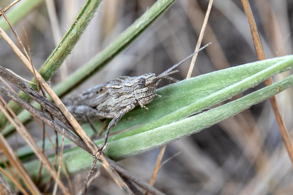 Orthoptera - Grasshopper