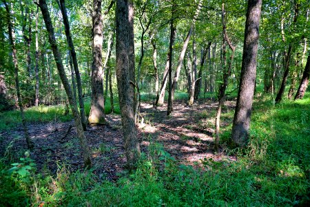 scene vernal pool Schenck Forest ncwetlands KG