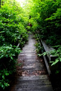 scene Walton Trail spruce bog ncwetlands KG (2) photo