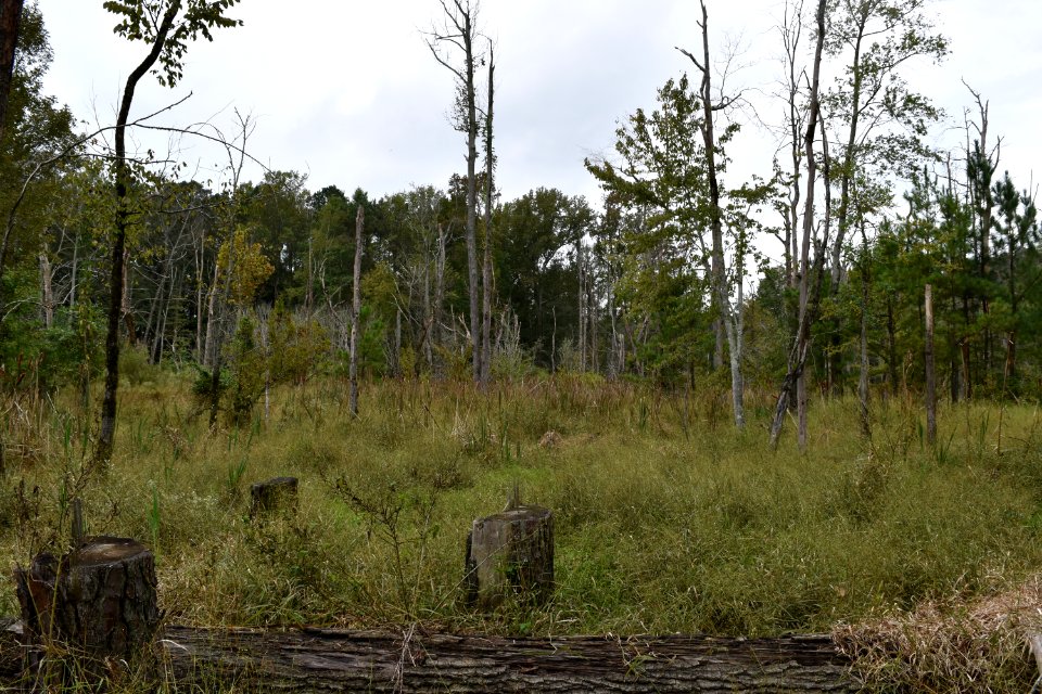 scene Abbotts Creek Trail ncwetlands AM (20)