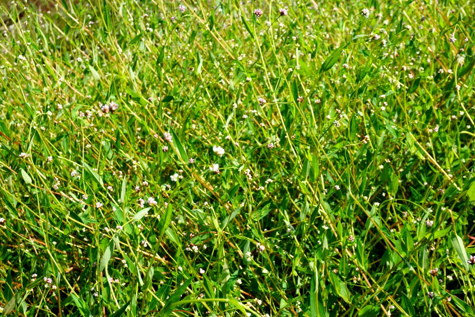 plant tearthumb Polygonum sagittatum Little River Park ncwetlands KG (1)