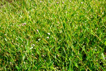 plant tearthumb Polygonum sagittatum Little River Park ncwetlands KG (1)