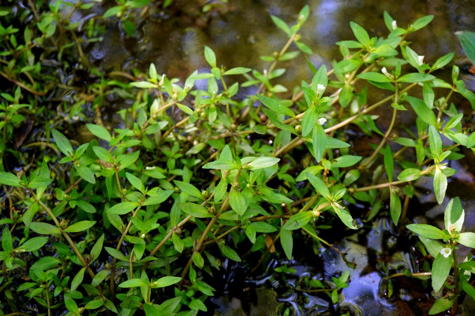 Gratiola virginiana Round-fruit Hedge-hyssop Clayton KG (5)