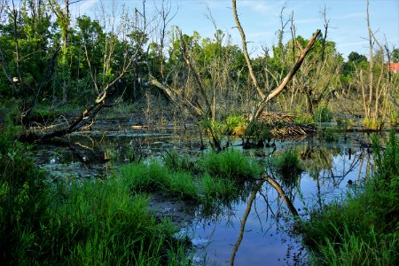 scene Wesley Park ncwetlands KG (6)