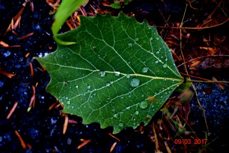 Aspen Leaf with Water Drops