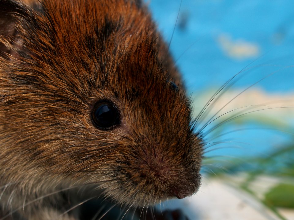 Mouse