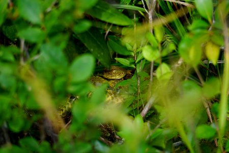 reptile beautiful timber rattlesnake Panthertown Bog ncwetlands KG (9)
