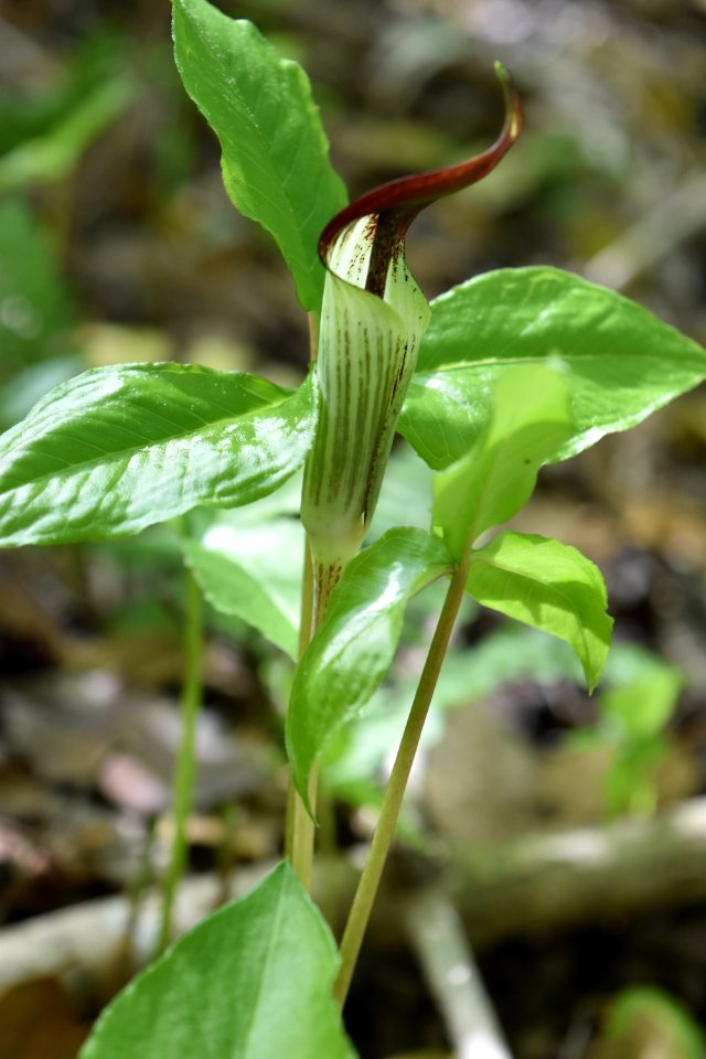 plant jack in the pulpit Royal Lane Park ncwetlands AM (7)