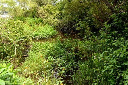 scene Beaver Lake bird sanctuary ncwetlands AM (18)