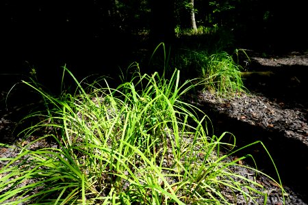 plant Carex sp. upland depression Uwharrie Nat Forest ncwetlands KG (1)