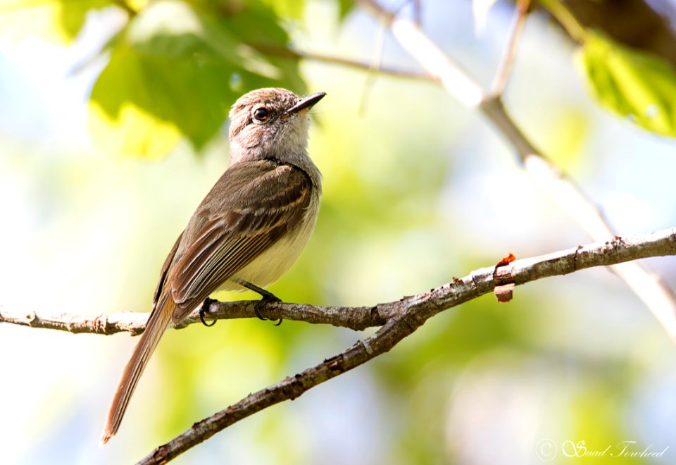 IMG 6603 Flammulated Flycatcher - LN - Papamoscas Jaspeado - Arriaga, Chiapas, Mexico - June 2018