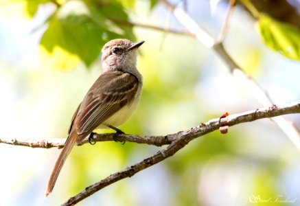 IMG 6603 Flammulated Flycatcher - LN - Papamoscas Jaspeado - Arriaga, Chiapas, Mexico - June 2018