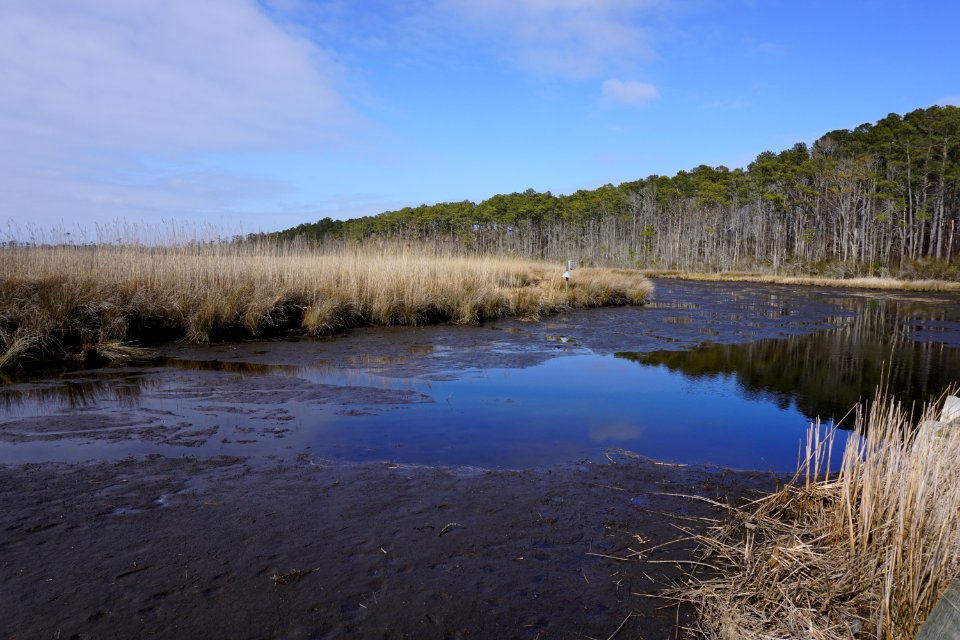 scene Mackay Island NWR ncwetlands KG (16)