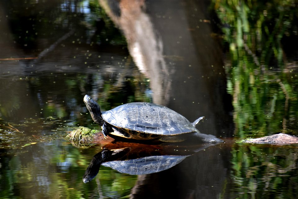 reptile cooter turtle Alligator River NWR ncwetlands am (76)