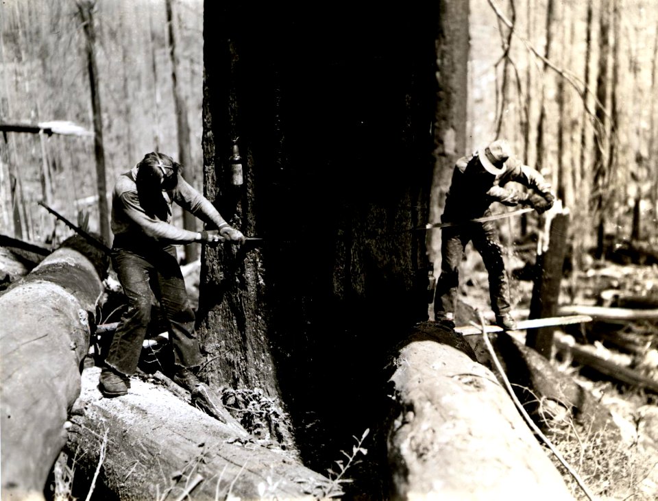 1938. Fallers cutting fire-killed Douglas-fir. Bonlokke operation. Tillamook Burn, Oregon.