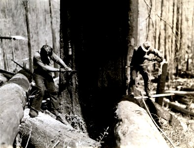 1938. Fallers cutting fire-killed Douglas-fir. Bonlokke operation. Tillamook Burn, Oregon. photo