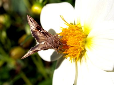 Moth on a Flower photo