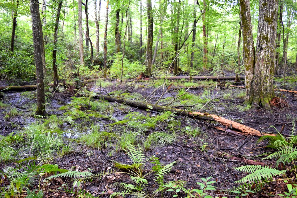 scene dupont state rec forest ncwetlands AM (15)