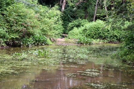 scene Beaver Lake bird sanctuary ncwetlands AM (24)