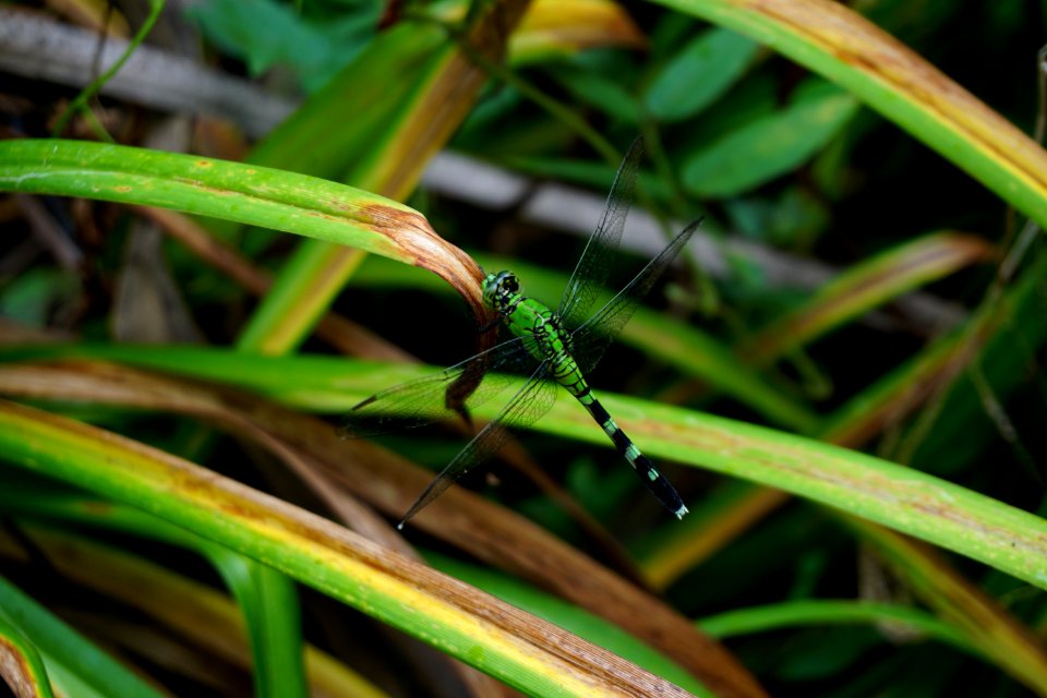 invertebrate green dragonfly Morse Park ncwetlands KG (3)