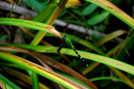 invertebrate green dragonfly Morse Park ncwetlands KG (3)