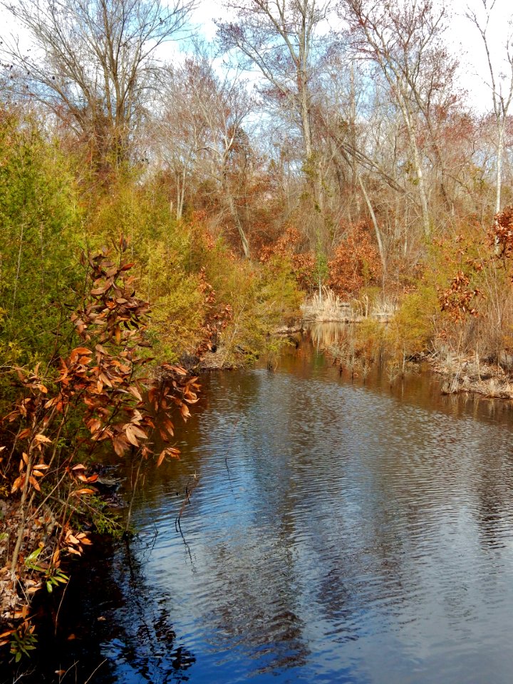 Dismal Swamp SP ncwetlands KG (3)