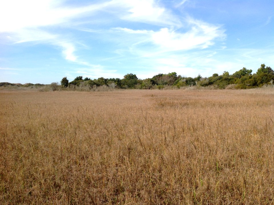 scene Bird Island H Sutton NC Coastal Reserve