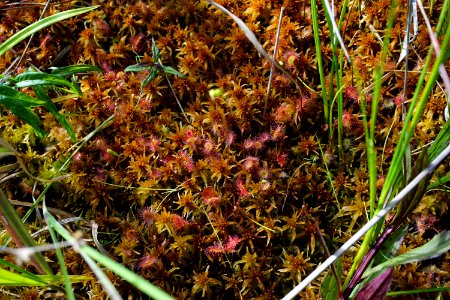 plants Sphagnum sundew mountain bog ncwetlands KG (8)