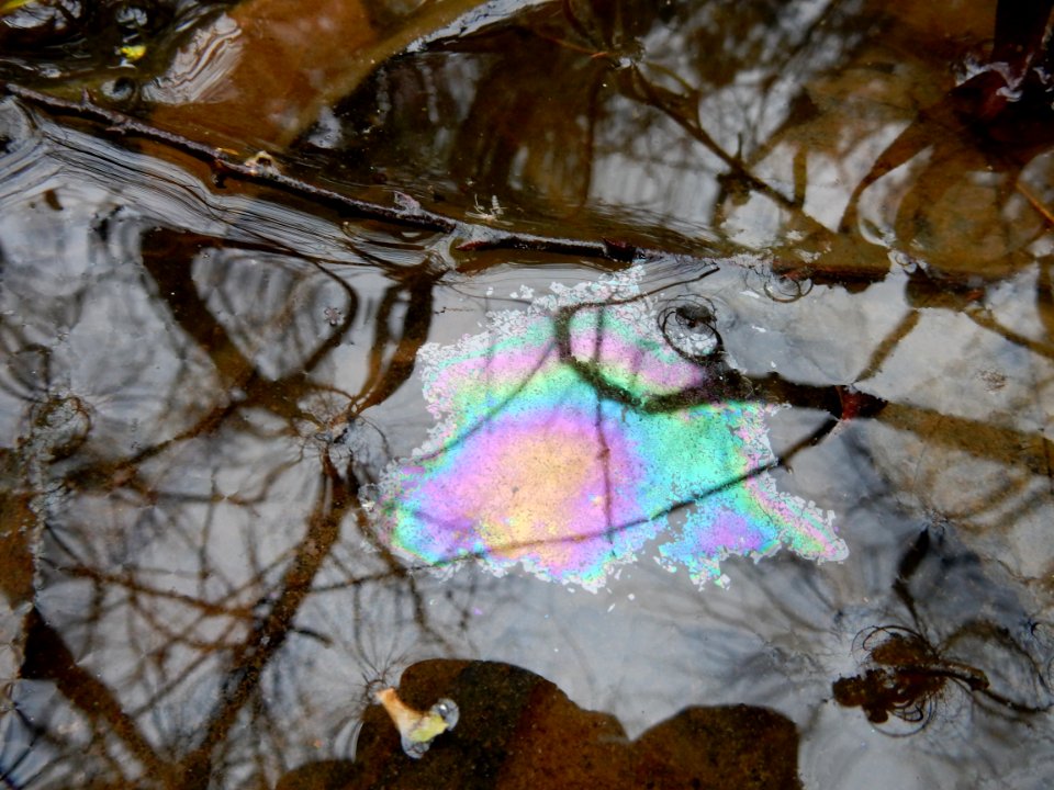 bacteria sheen Tillery Gamelands ncwetlands KG (29)