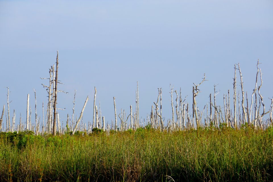 scene saltwater intrusion Alligator River NWR ncwetlands KG (94)