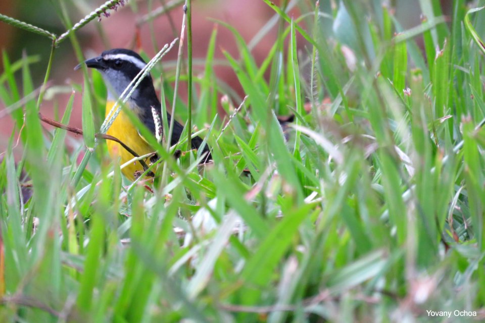 Coereba flaveola -Mielero Común-  Bananaquit Thraupidae