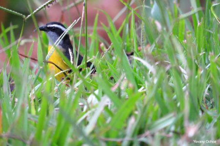 Coereba flaveola -Mielero Común- Bananaquit Thraupidae photo