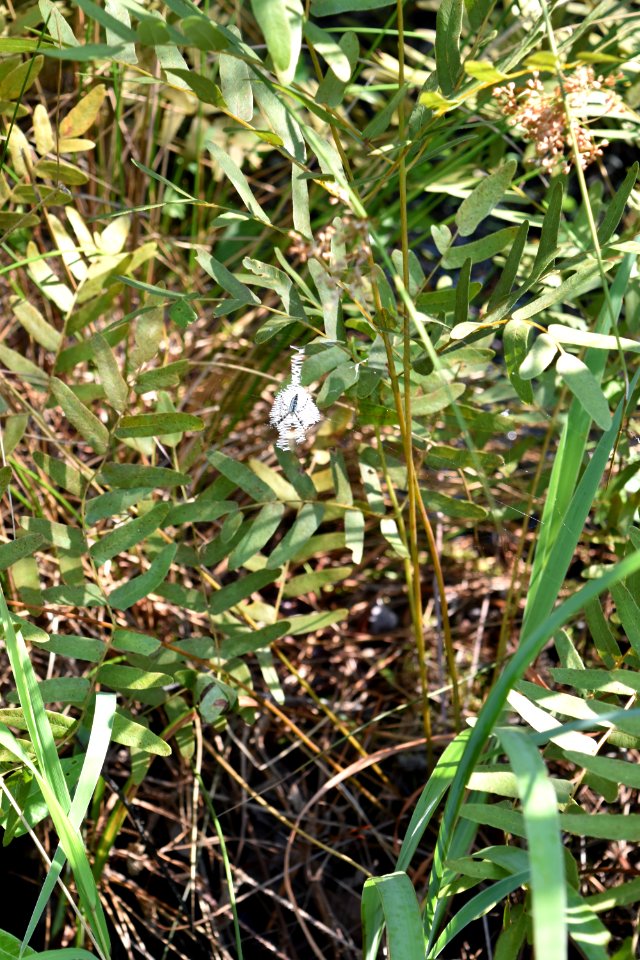 invertebrate spider Alligator River NWR ncwetlands am (62)