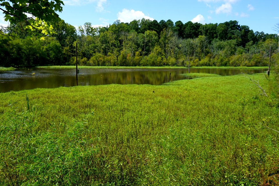 scene sandy creek park ncwetlands KG (13)
