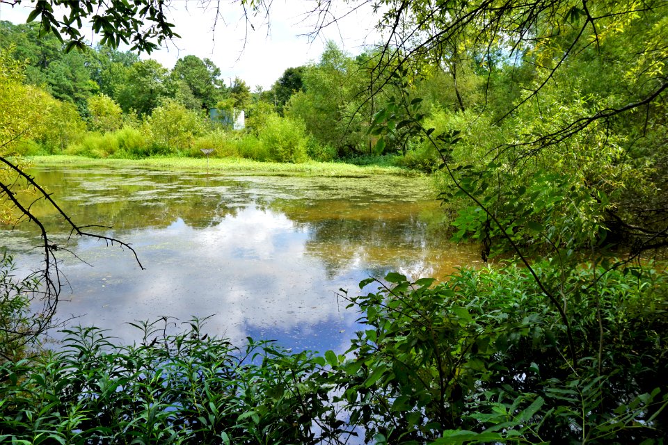 scene sandy creek park ncwetlands KG (2)