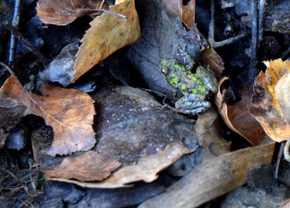 amphibian n parcel Lower Fishing Creek Gmlnd ncwetlands AM
