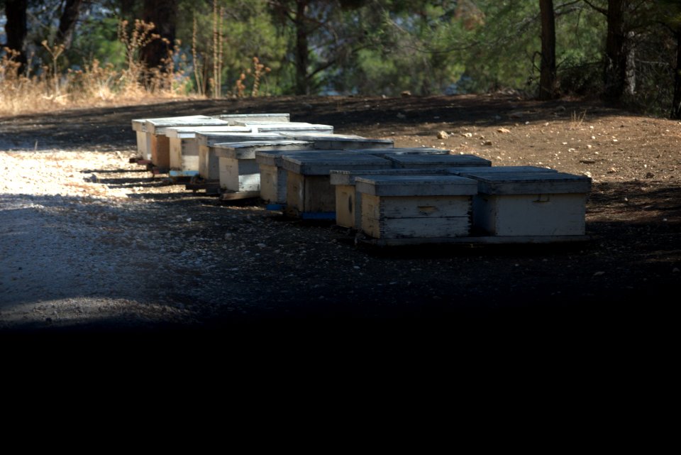 bees home