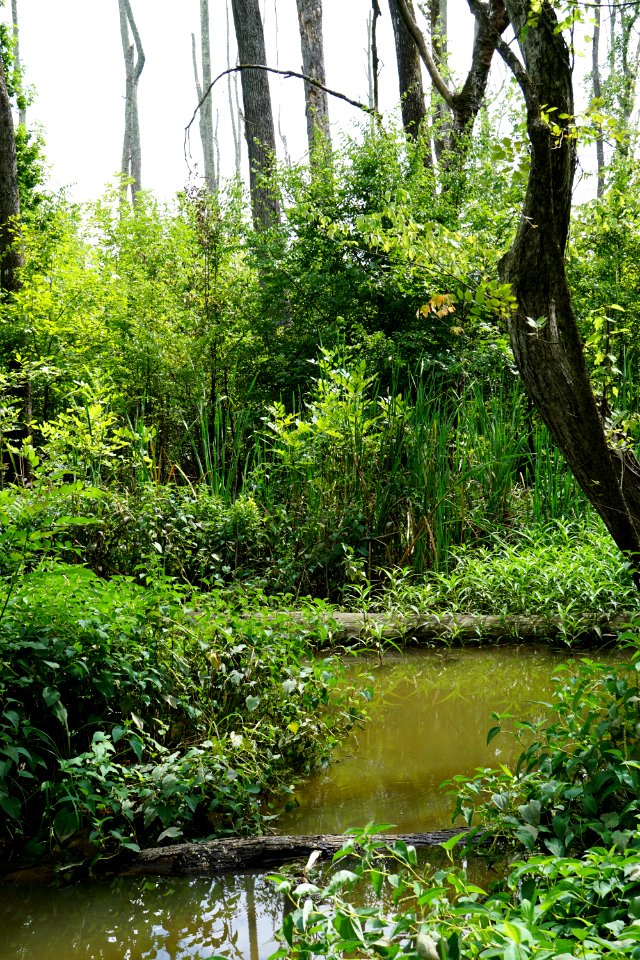 scene Eagle Spur trail KG (13)