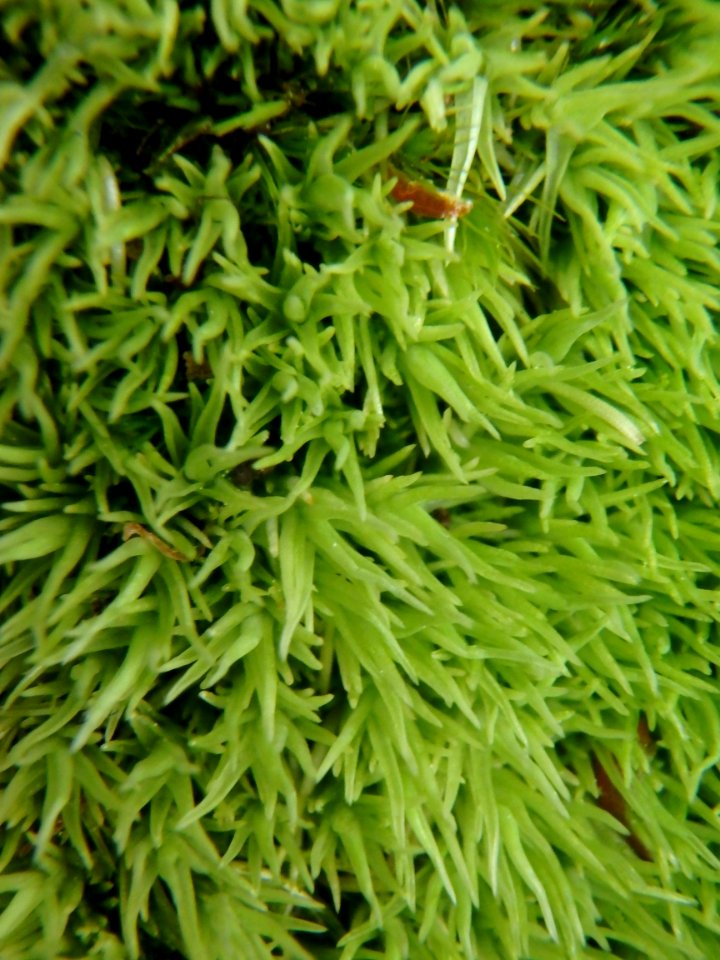 Forêt de navarre - Mousse