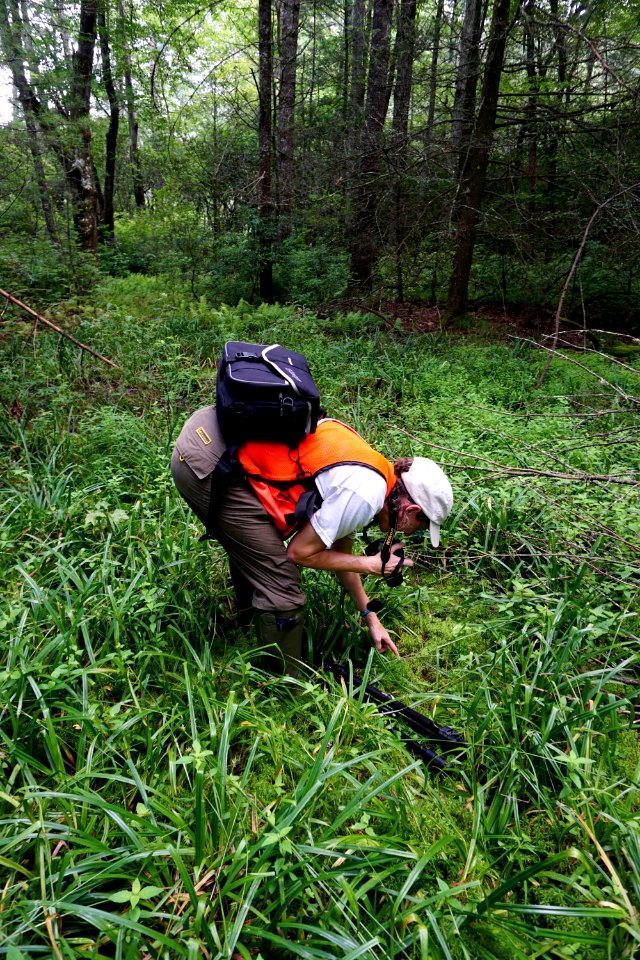 scientist studying wetland Pink Beds Pisgah NF ncwetlands KG (2)