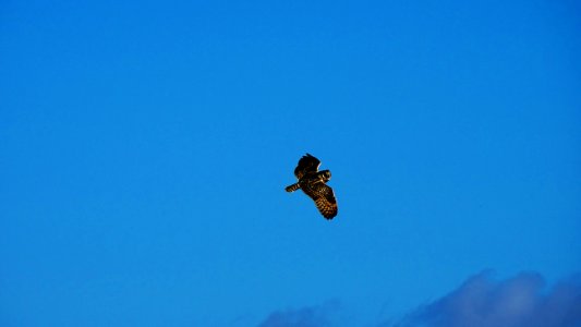 Nuco (Asio flammeus suinda)