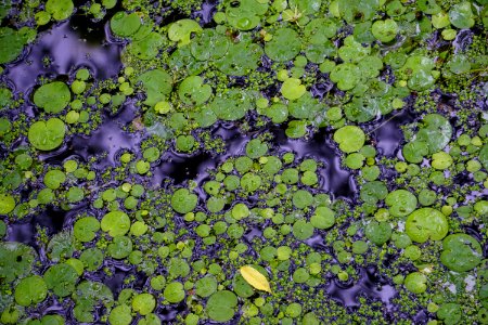 plant aquatic Mattamuskeet NWR ncwetlands KG (16)