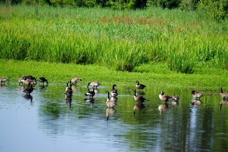 bird canada geese Mattamuskeet NWR ncwetlands KG