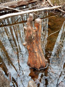 plant cypress knees Upper Roanoke R Wetlands Gmland ncwetlands KG (5)